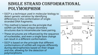 SINGLE STRAND CONFORMATIONAL
POLYMORPHISM
• SSCP is a technique used in molecular biology to
detect genetic variation by identifying
differences in the conformation of single-
stranded DNA fragments.
• This method is based on the principle that
ssDNA can fold into unique secondary
structures due to intramolecular base pairing.
• These structures are influenced by the sequence
of nucleotides, and even a single base change
can result in a different conformation.
• SSCP is based on the principle that different
conformations of ssDNA will migrate differently
during electrophoresis based on their shape
and size, allowing for the detection of
polymorphisms
 
