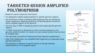 TARGETED REGION AMPLIFIED
POLYMORPHISM
• Based on a priori sequence information.
• It is designed to detect polymorphisms in specific genomic regions.
• The technique involves amplifying DNA segments that are flanked by
known sequences, allowing researchers to identify genetic variations
within targeted regions of the genome.
• The first step in TRAP is designing primers that target specific genomic
regions.
• In TRAP, one primer is designed to match a known sequence in the
genome, while the other is a random or semi-random primer that can bind
to multiple sites.
• The next step is to perform Polymerase Chain Reaction amplification.
• After PCR amplification, the amplified DNA fragments are separated using
gel electrophoresis.
• The presence or absence of specific bands on the gel indicates
polymorphisms in the targeted region.
 