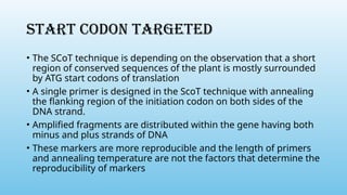 START CODON TARGETED
• The SCoT technique is depending on the observation that a short
region of conserved sequences of the plant is mostly surrounded
by ATG start codons of translation
• A single primer is designed in the ScoT technique with annealing
the flanking region of the initiation codon on both sides of the
DNA strand.
• Amplified fragments are distributed within the gene having both
minus and plus strands of DNA
• These markers are more reproducible and the length of primers
and annealing temperature are not the factors that determine the
reproducibility of markers
 