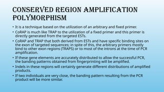 CONSERVED REGION AMPLIFICATION
POLYMORPHISM
• It is a technique based on the utilization of an arbitrary and fixed primer.
• CoRAP is much like TRAP to the utilization of a fixed primer and this primer is
directly generated from the targeted ESTs.
• CoRAP and TRAP that both derived from ESTs and have specific binding sites on
the exon of targeted sequences; in spite of this, the arbitrary primers mostly
bind to other exon regions (TRAPS) or to most of the introns at the time of PCR
amplification.
• If these gene elements are accurately distributed to allow the successful PCR,
the banding patterns obtained from fingerprinting will be amplified.
• Indels in these regions will certainly generate different distributions of amplified
products.
• If two individuals are very close, the banding pattern resulting from the PCR
product will be more similar.
 