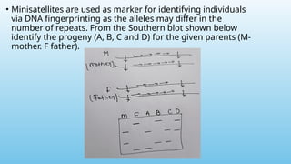• Minisatellites are used as marker for identifying individuals
via DNA fingerprinting as the alleles may differ in the
number of repeats. From the Southern blot shown below
identify the progeny (A, B, C and D) for the given parents (M-
mother. F father).
 