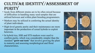CULTIVAR IDENTITY/ASSESSMENT OF
PURITY
• Seeds from different strains are to be often mixed because
of difficulties in handling many seed samples that are
utilized between and within plant breeding programmers.
• Markers may be utilized in conferring the actual identity
of plant individuals.
• High-level genetic purity and their maintenance are more
important in the production of cereal hybrids to exploit
heterosis.
• In hybrid rice, SSR and STS markers were used to
confirm purity, which was considerably simpler than the
standard “grow-out tests” that involve growing the plant
to maturity and assessing morphological and floral
characteristics.
 