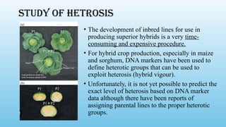 STUDY OF HETROSIS
• The development of inbred lines for use in
producing superior hybrids is a very time-
consuming and expensive procedure.
• For hybrid crop production, especially in maize
and sorghum, DNA markers have been used to
define heterotic groups that can be used to
exploit heterosis (hybrid vigour).
• Unfortunately, it is not yet possible to predict the
exact level of heterosis based on DNA marker
data although there have been reports of
assigning parental lines to the proper heterotic
groups.
 