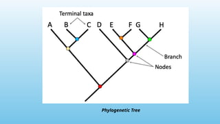 Phylogenetic Tree
 