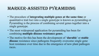 Marker-assisted pyramiding
• The procedure of integrating multiple genes at the same time or
quantitative trait loci into a single genotype is known as pyramiding or
Pyramiding is the process of combining several genes together into a
single genotype.
• The most widespread application for pyramiding has been for
combining multiple disease resistance genes.
• The motive for this has been the development of ‘durable’ or stable
disease resistance since pathogens frequently overcome single gene
host resistance over time due to the emergence of new plant pathogen
races.
 