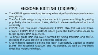 Genome Editing (CRISPR)
● The CRISPR genome editing technique has significantly improved various
crop plants.
● The Cas9 technology, a key advancement in genome editing, is gaining
popularity due to its ease of use, ability to cleave methylated loci, and
versatility.
● CRISPR uses two main components: CRISPR RNA (crRNA) and trans-
encoded CRISPR RNA (tracrRNA), which guide the Cas9 endonuclease to
target specific DNA sequences.
● A single guide RNA (sgRNA) is formed by fusing tracrRNA and crRNA,
directing the Cas9 protein to cleave the target site.
● CRISPR-based genome editing has been successfully applied to model
plants like Nicotiana tabacum and Arabidopsis, as well as important
crops like maize and wheat.
 