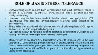 Role of MAS in stress tolerance
● Overwintering crops require both vernalization and cold tolerance, which is
governed by complex quantitative traits, making marker-assisted selection
(MAS) challenging.
● However, progress has been made in barley, where two tightly linked QTL
(quantitative trait loci) for low-temperature tolerance were identified on
chromosome.
● These QTLs are associated with the expression of cold-regulated (COR) genes
and a cluster of transcription factor genes.
● CBF genes, known to regulate freezing tolerance by activating COR genes, are
strong candidates for the genes underlying these QTLs.
● Markers such as RAPD and STS derived from wheat RFLP sequences in the frost
tolerance QTL region have proven effective in distinguishing frost-tolerant and
frost-susceptible barley genotypes. Their application in breeding programs can
help evaluate the benefits of MAS compared to traditional phenotypic selection
under stress conditions.
 