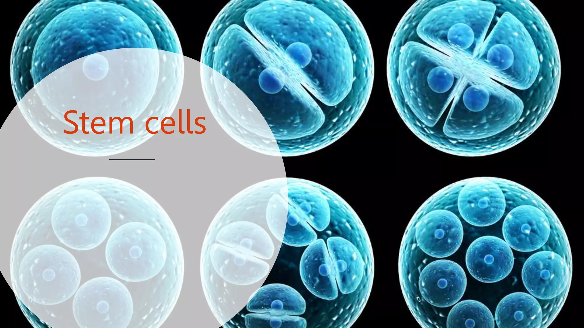Stem cells
 