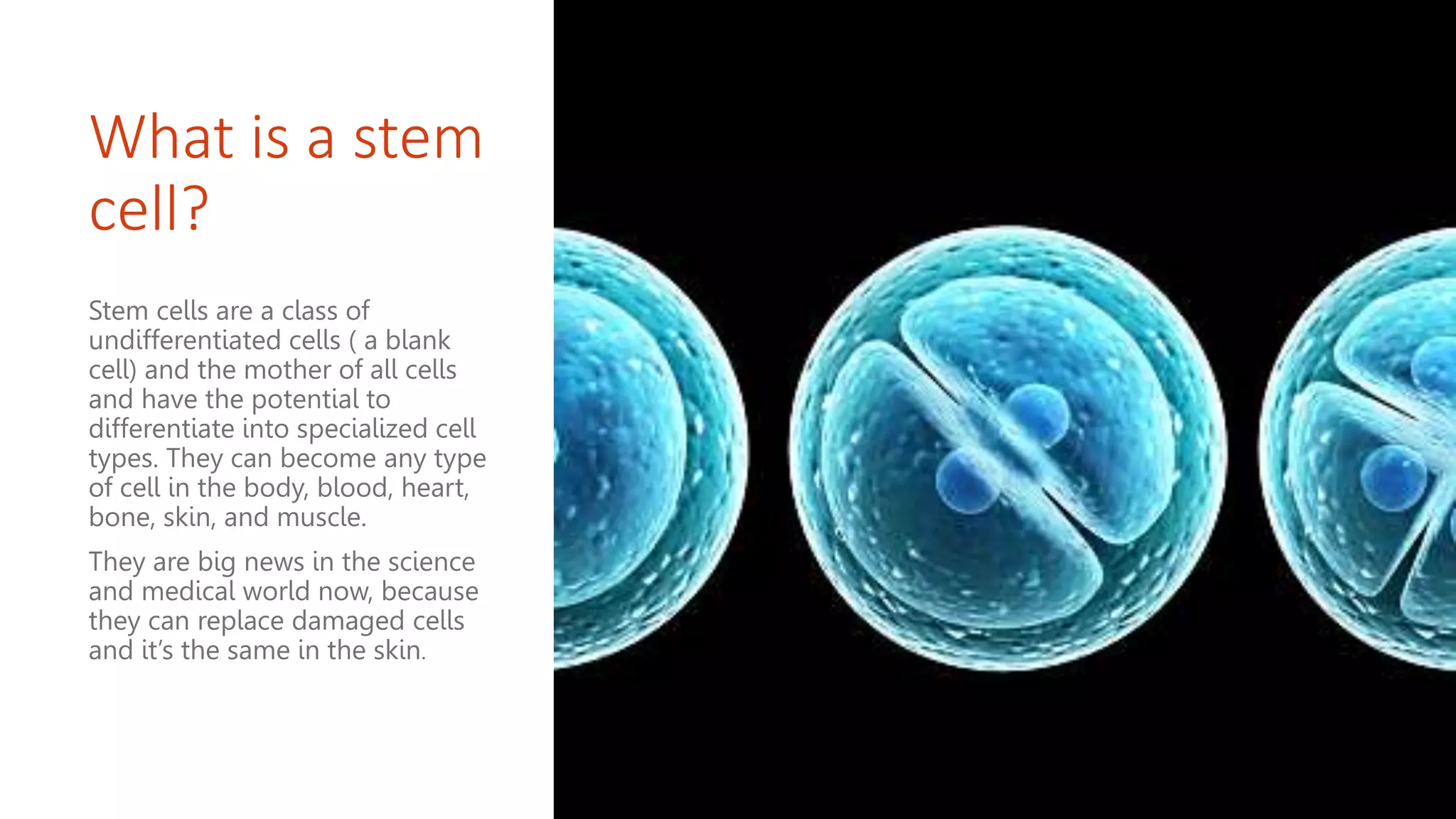 What is a stem
cell?
Stem cells are a class of
undifferentiated cells ( a blank
cell) and the mother of all cells
and have the potential to
differentiate into specialized cell
types. They can become any type
of cell in the body, blood, heart,
bone, skin, and muscle.
They are big news in the science
and medical world now, because
they can replace damaged cells
and it’s the same in the skin.
 