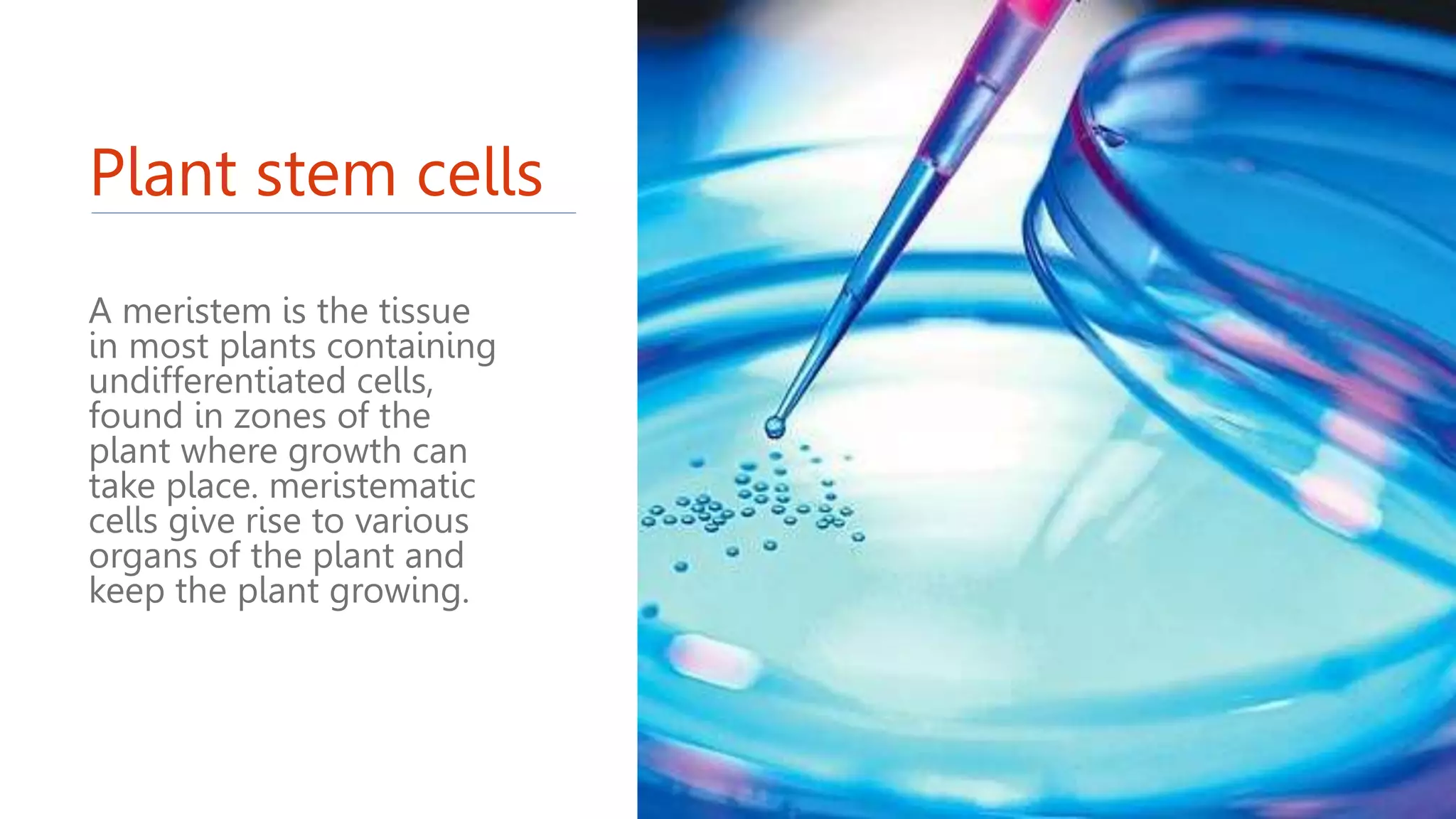 Plant stem cells
A meristem is the tissue
in most plants containing
undifferentiated cells,
found in zones of the
plant where growth can
take place. meristematic
cells give rise to various
organs of the plant and
keep the plant growing.
 