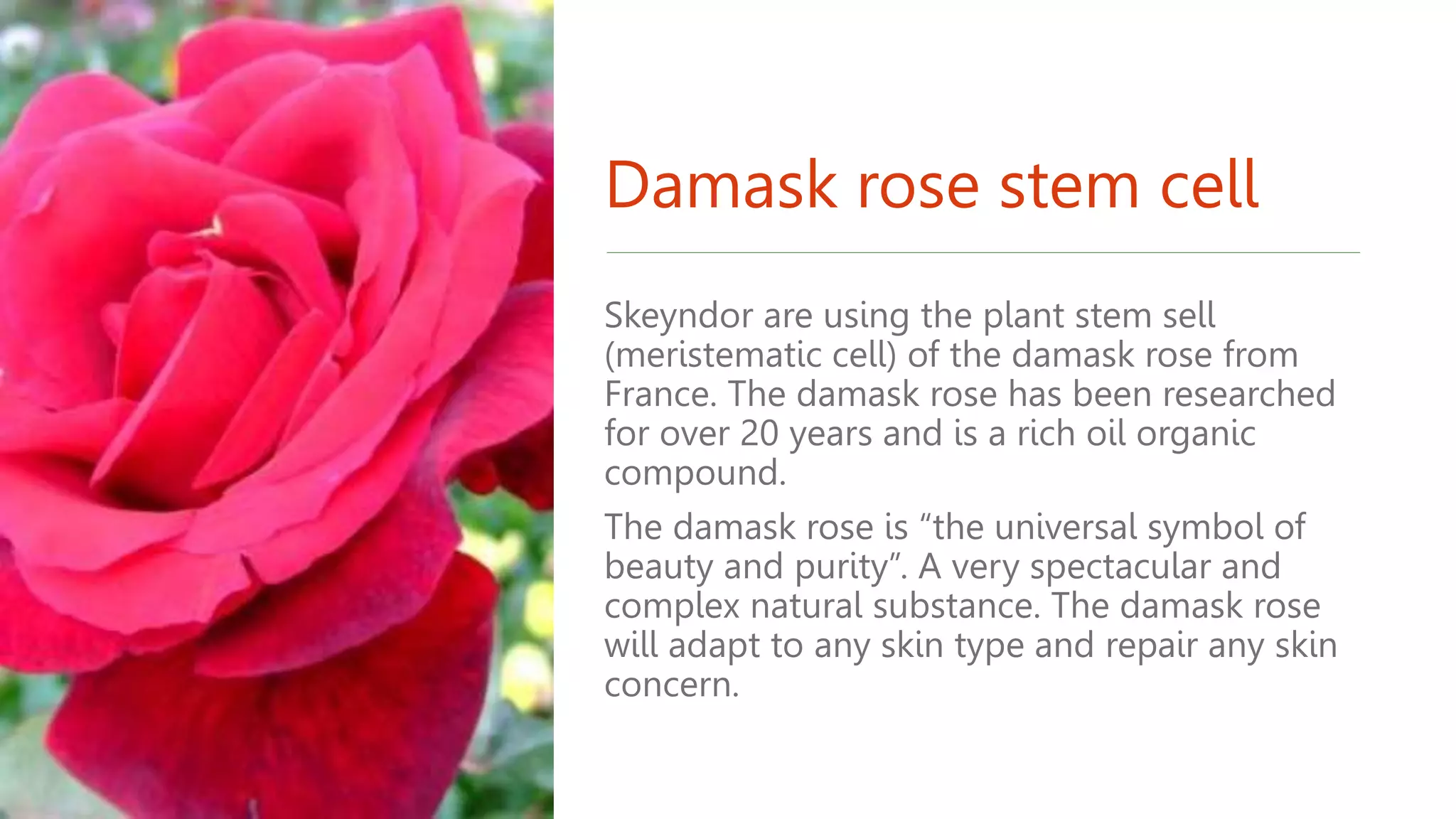 Damask rose stem cell
Skeyndor are using the plant stem sell
(meristematic cell) of the damask rose from
France. The damask rose has been researched
for over 20 years and is a rich oil organic
compound.
The damask rose is “the universal symbol of
beauty and purity”. A very spectacular and
complex natural substance. The damask rose
will adapt to any skin type and repair any skin
concern.
 