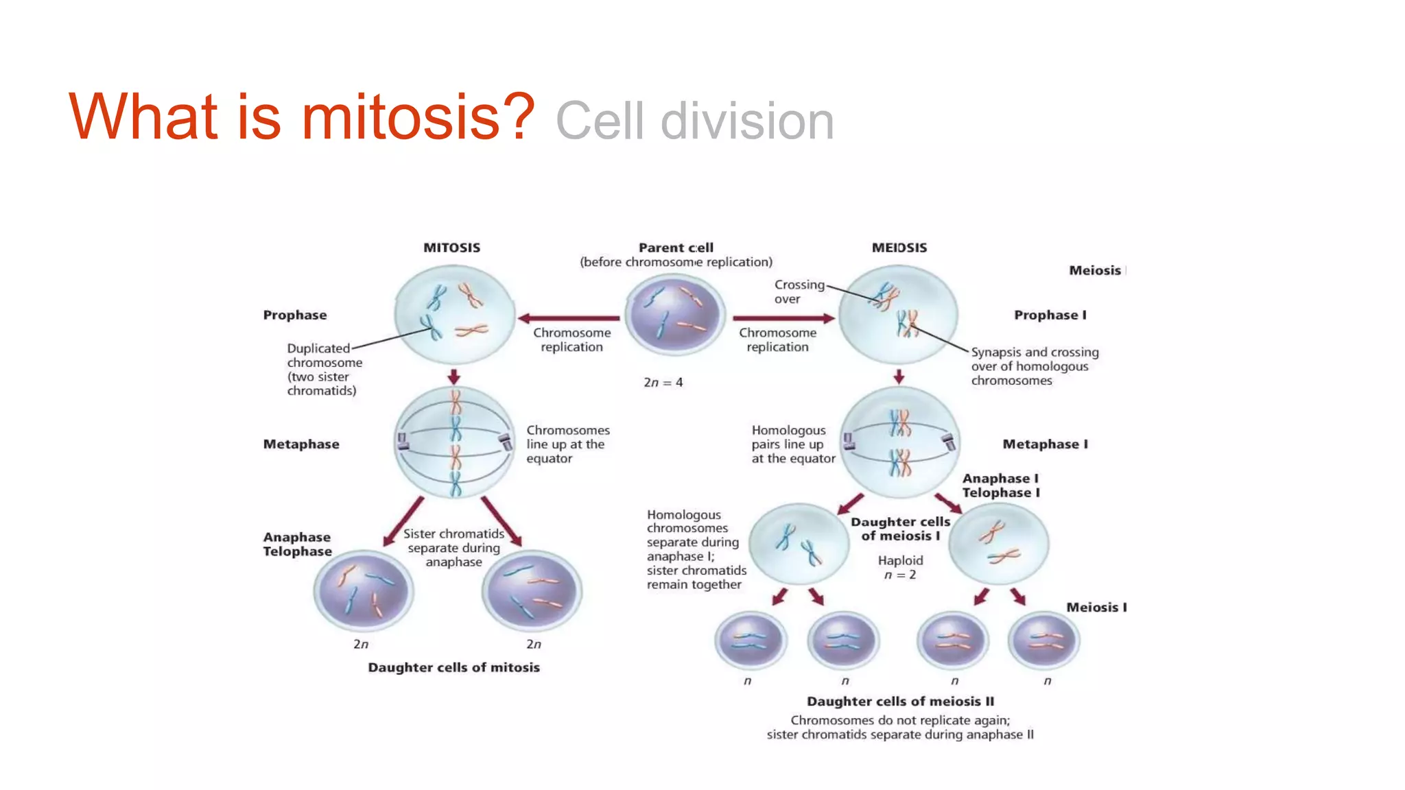 What is mitosis? Cell division
 