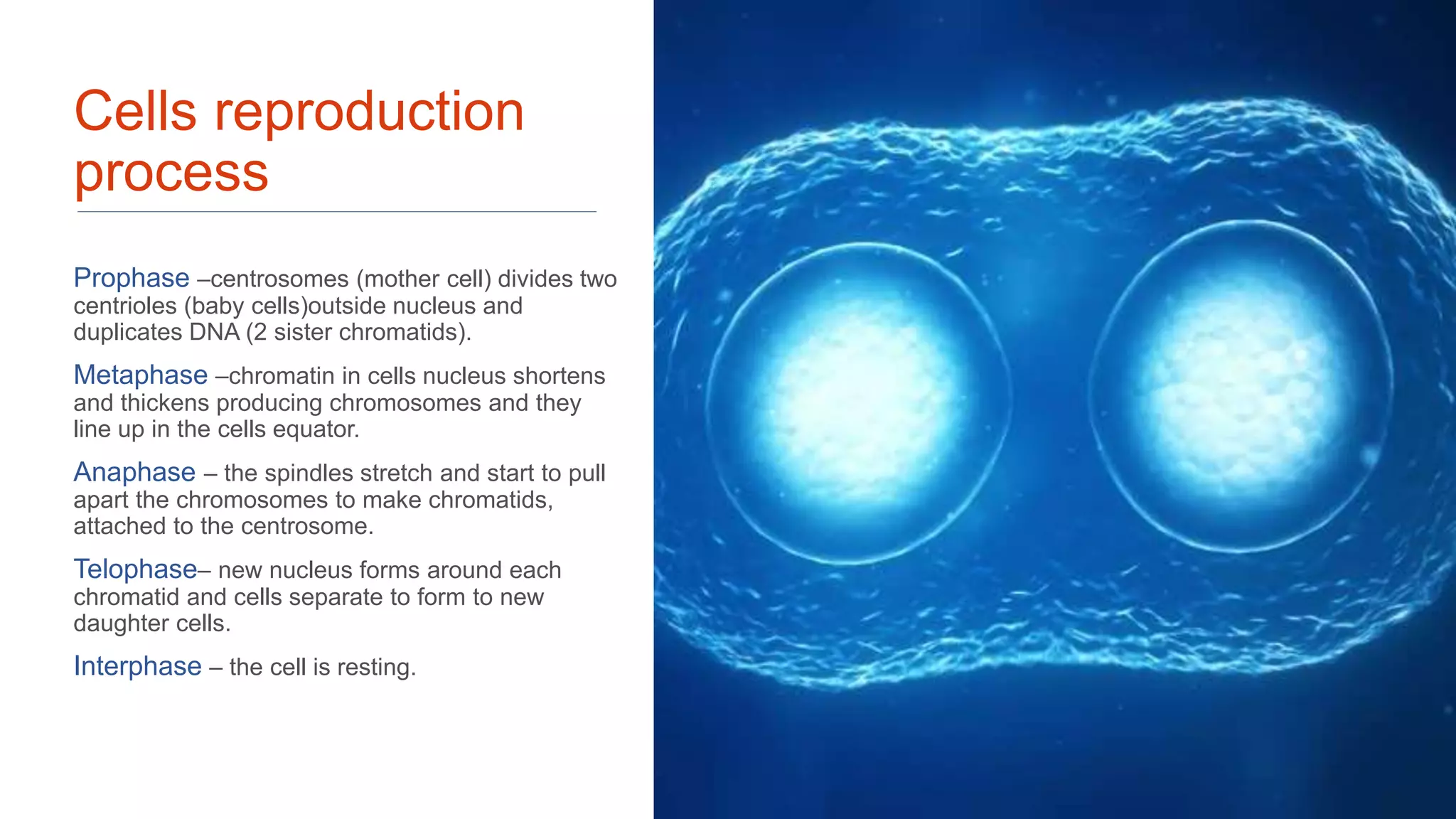 Cells reproduction
process
Prophase –centrosomes (mother cell) divides two
centrioles (baby cells)outside nucleus and
duplicates DNA (2 sister chromatids).
Metaphase –chromatin in cells nucleus shortens
and thickens producing chromosomes and they
line up in the cells equator.
Anaphase – the spindles stretch and start to pull
apart the chromosomes to make chromatids,
attached to the centrosome.
Telophase– new nucleus forms around each
chromatid and cells separate to form to new
daughter cells.
Interphase – the cell is resting.
 