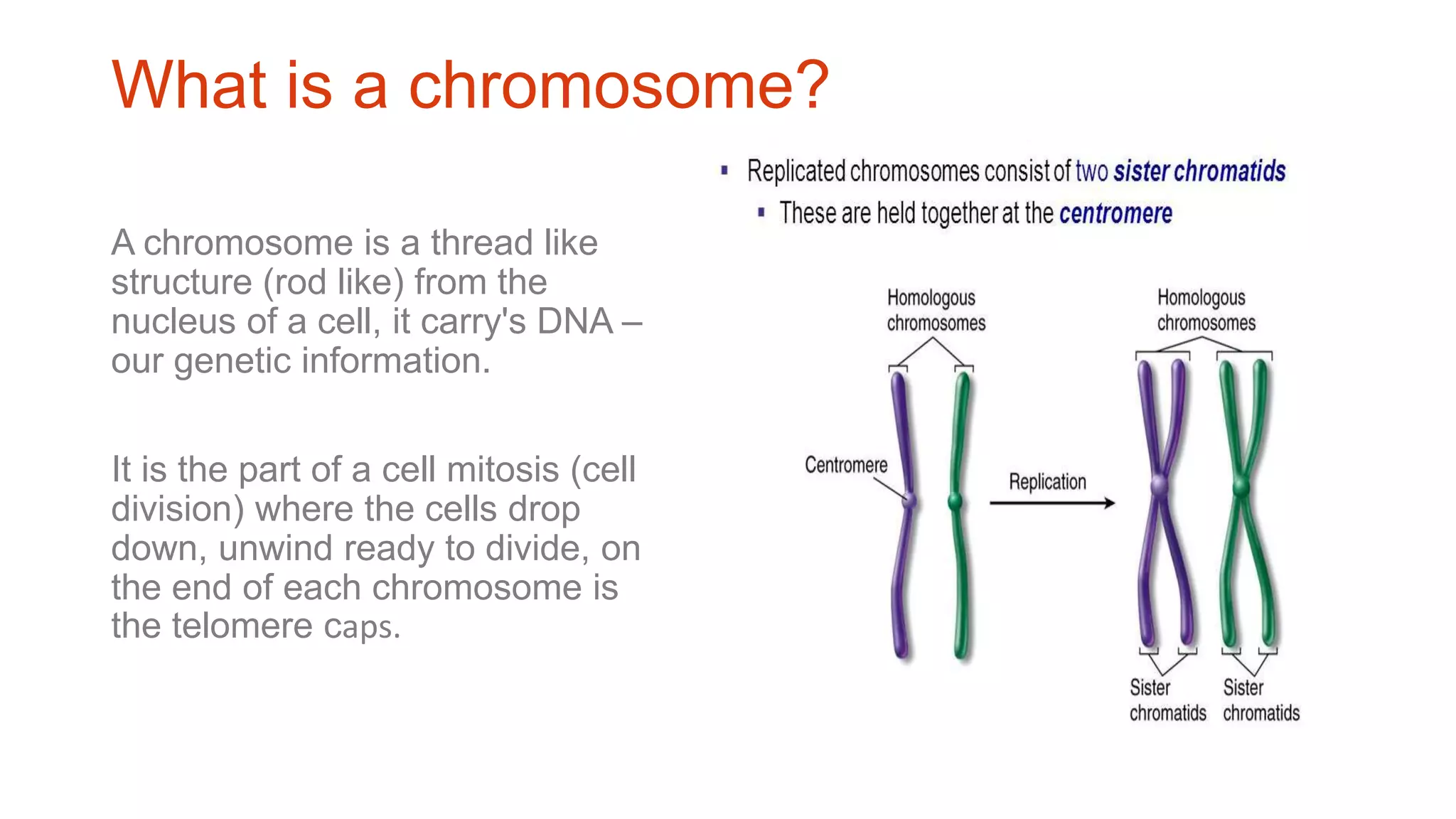 What is a chromosome?
A chromosome is a thread like
structure (rod like) from the
nucleus of a cell, it carry's DNA –
our genetic information.
It is the part of a cell mitosis (cell
division) where the cells drop
down, unwind ready to divide, on
the end of each chromosome is
the telomere caps.
 