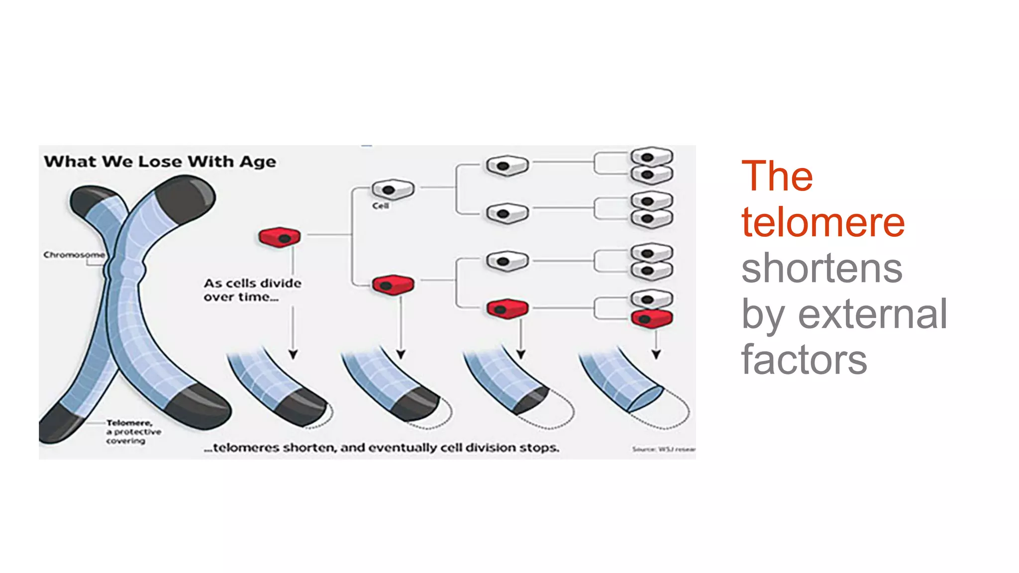 The
telomere
shortens
by external
factors
 