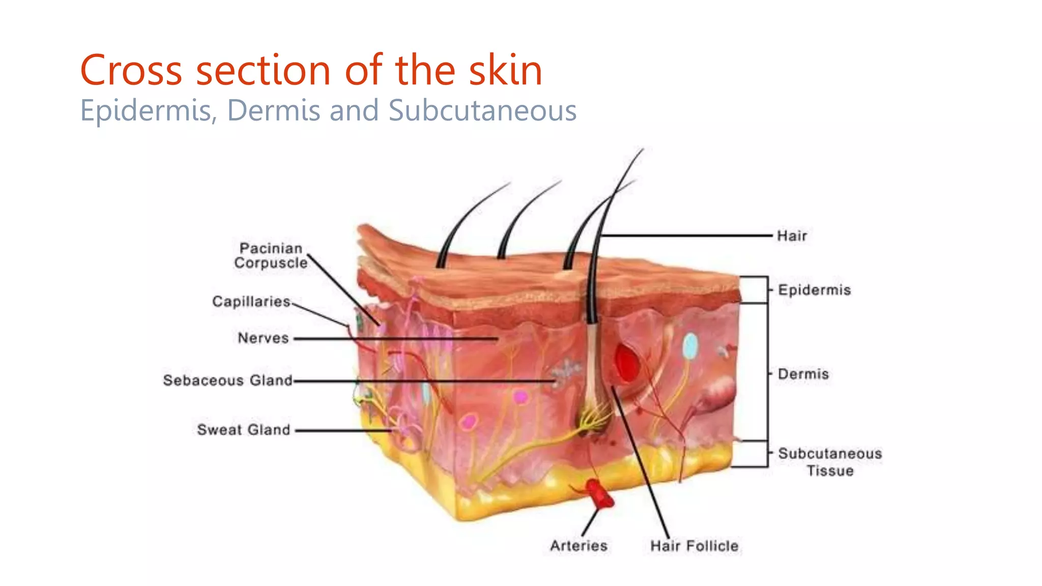 Cross section of the skin
Epidermis, Dermis and Subcutaneous
 