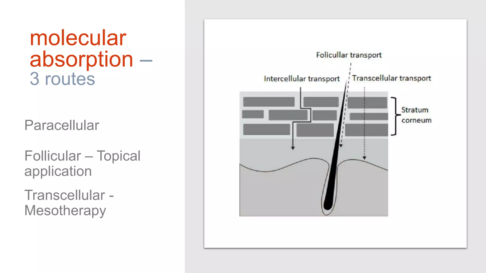 molecular
absorption –
3 routes
Paracellular
Follicular – Topical
application
Transcellular -
Mesotherapy
 