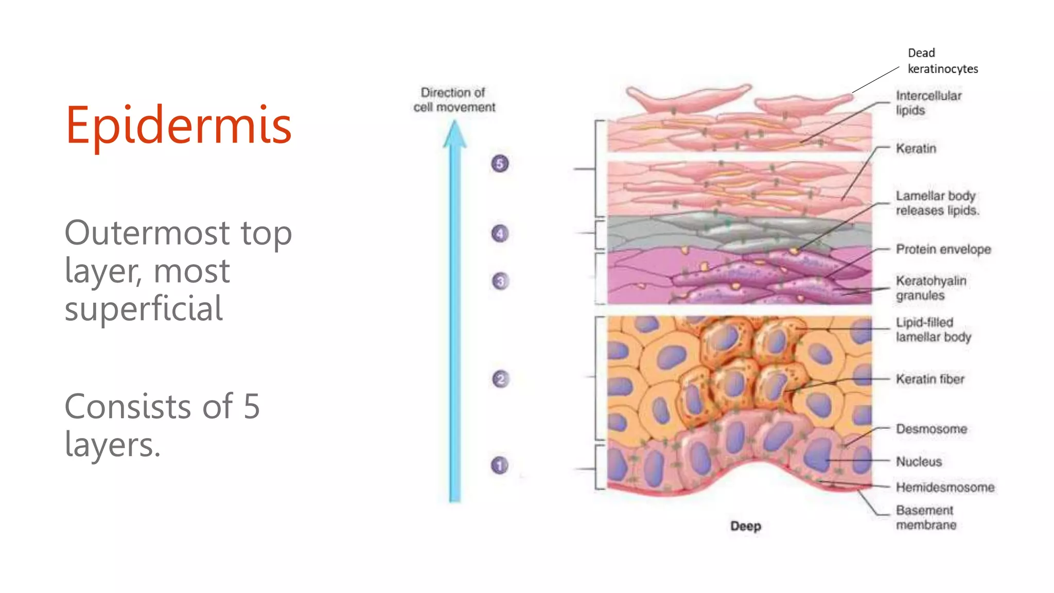 Epidermis
Outermost top
layer, most
superficial
Consists of 5
layers.
 