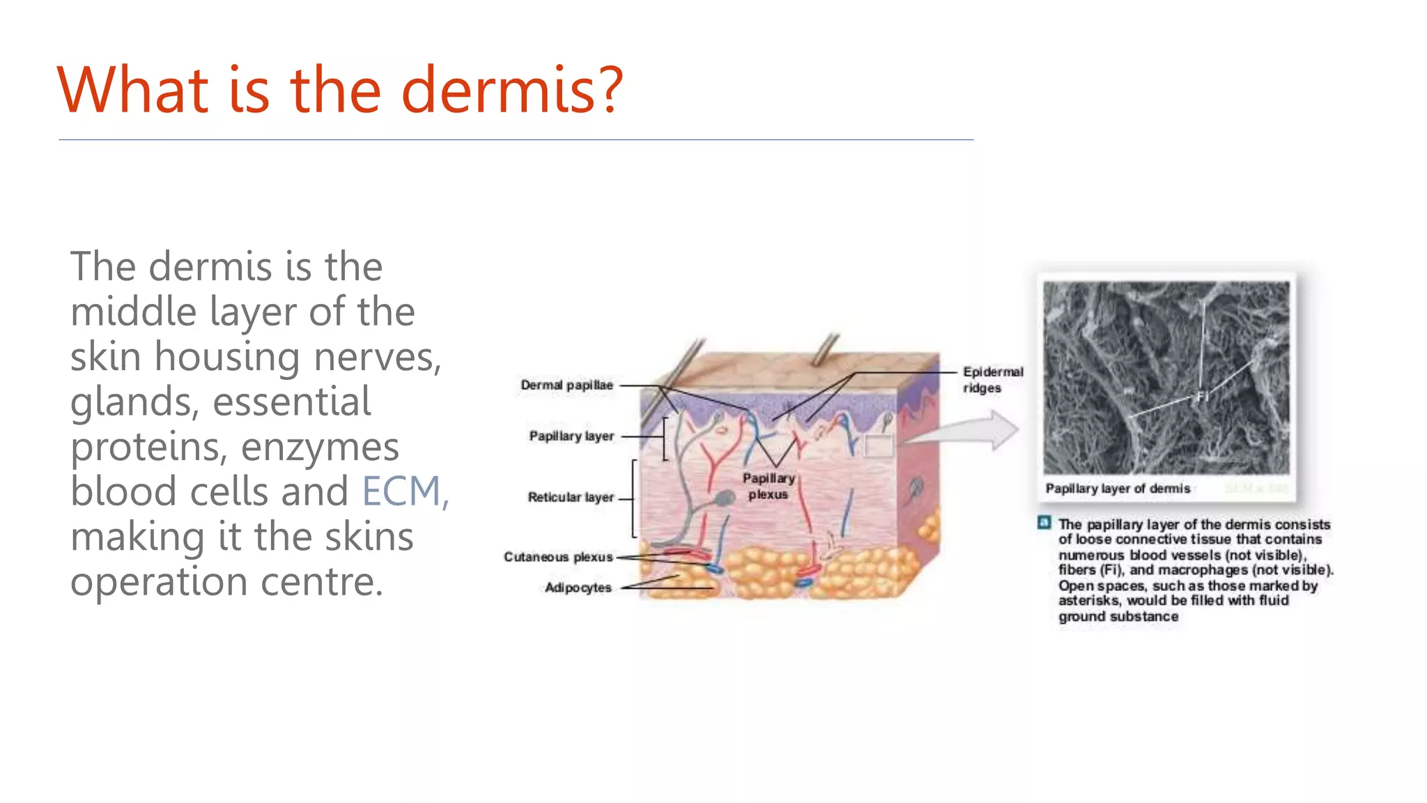 The dermis is the
middle layer of the
skin housing nerves,
glands, essential
proteins, enzymes
blood cells and ECM,
making it the skins
operation centre.
What is the dermis?
 