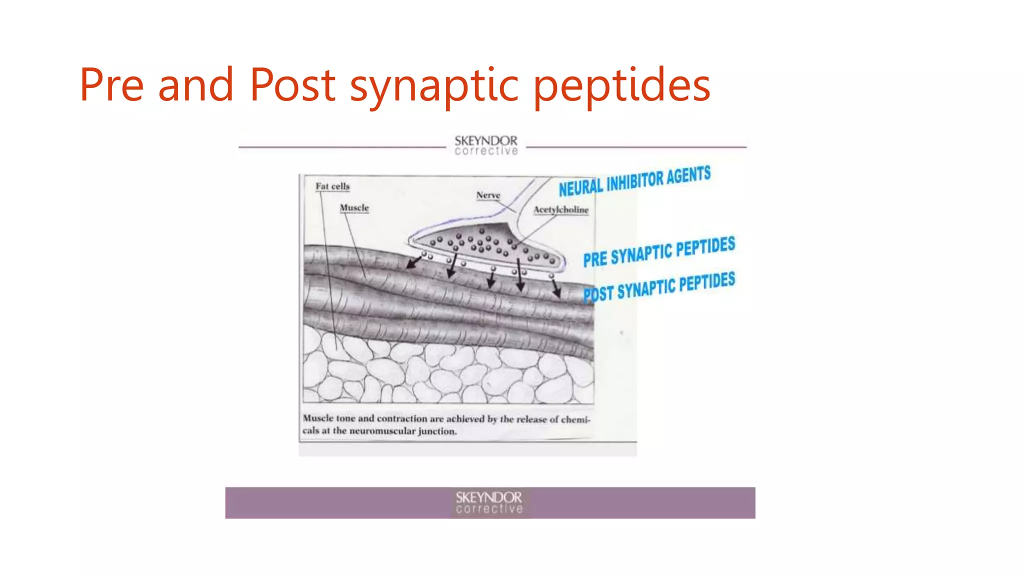 Pre and Post synaptic peptides
 