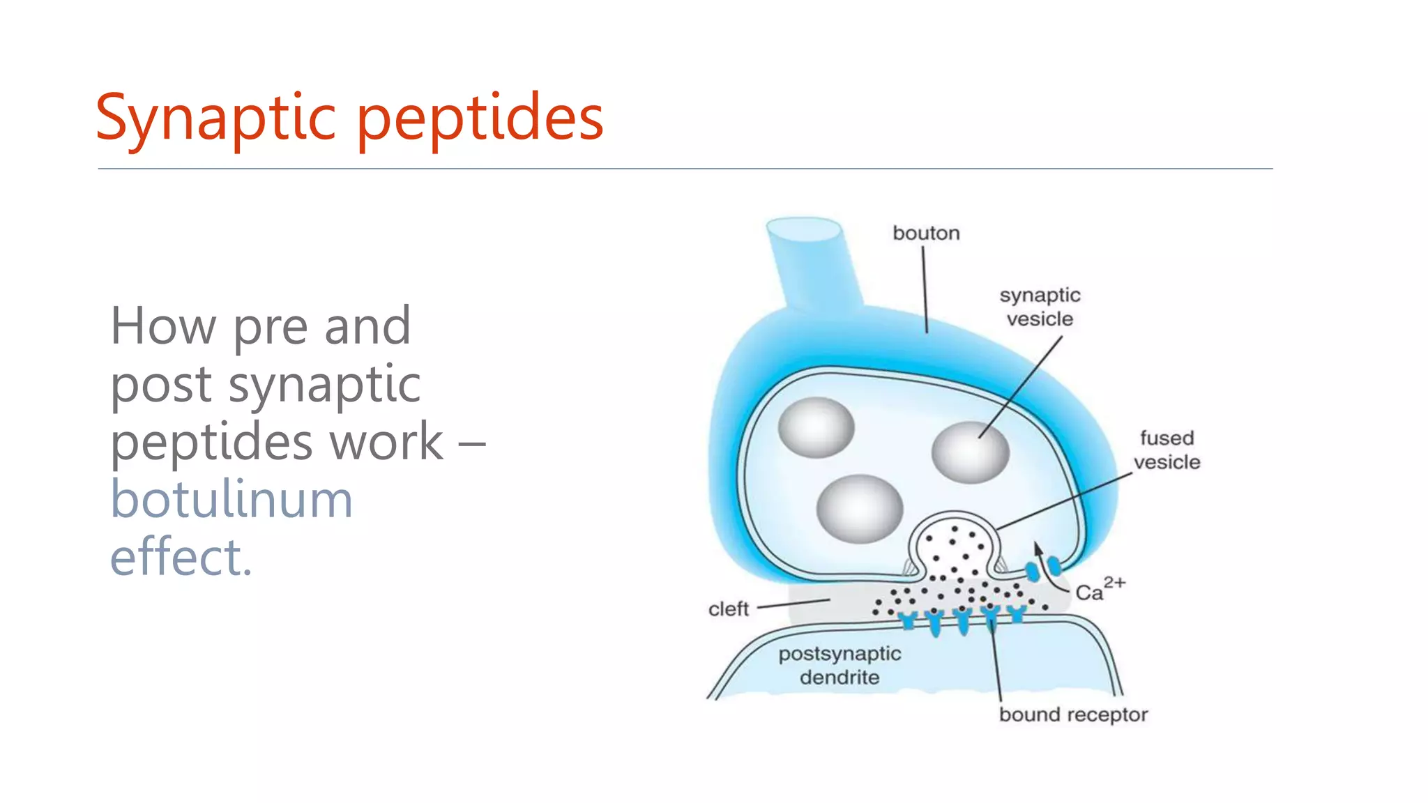 Synaptic peptides
How pre and
post synaptic
peptides work –
botulinum
effect.
 