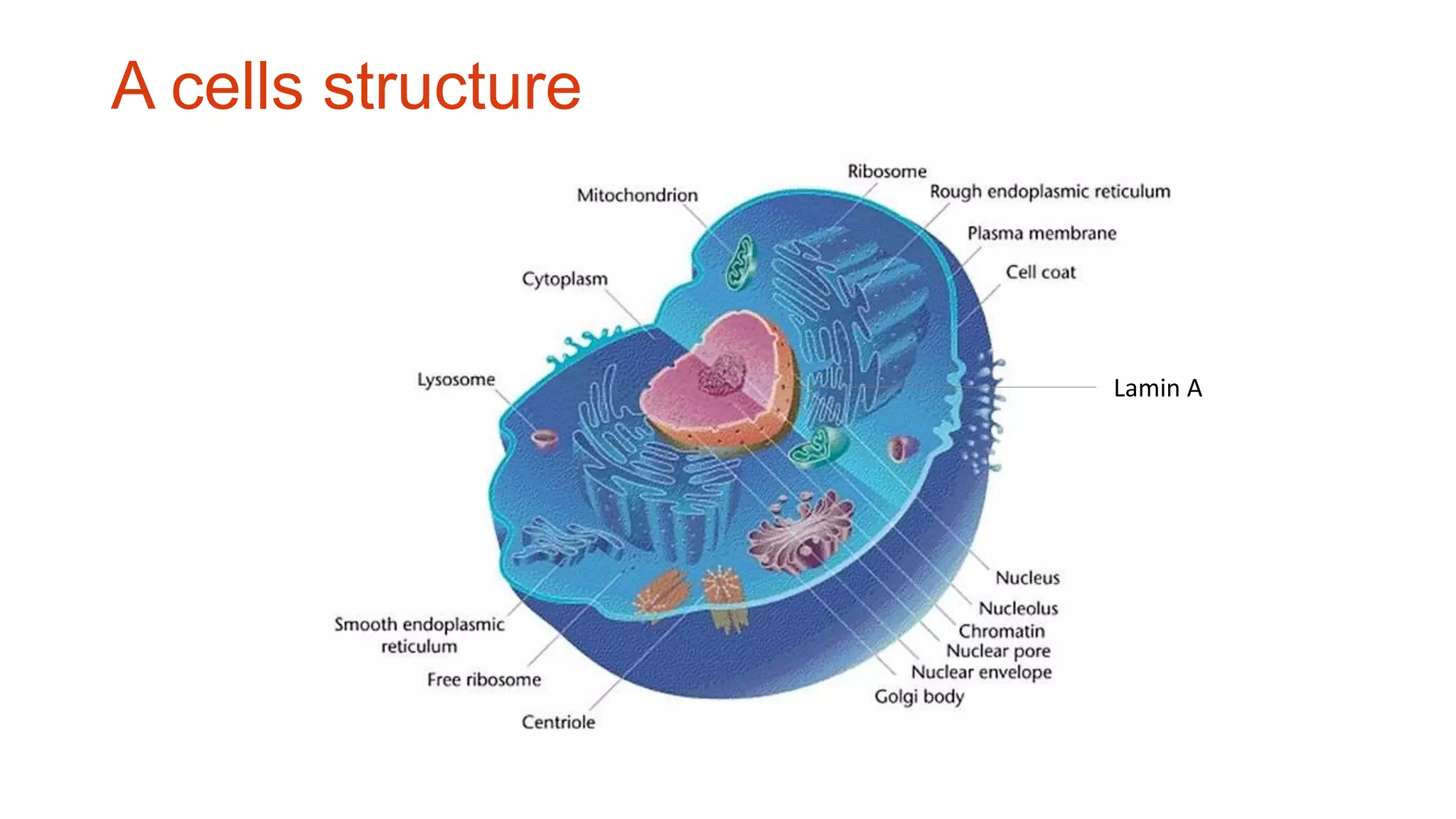 A cells structure
Lamin A
 