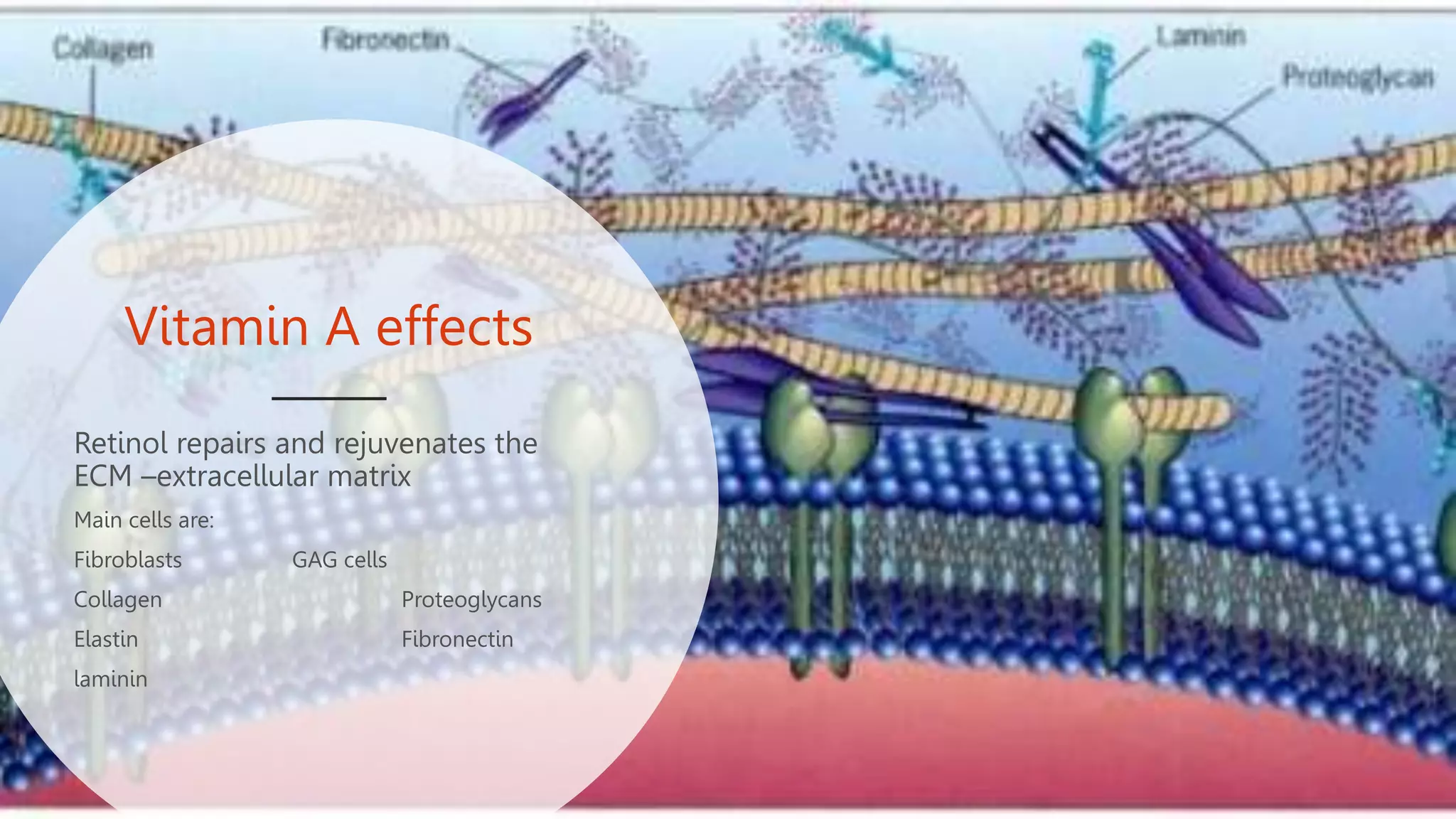 Vitamin A effects
Retinol repairs and rejuvenates the
ECM –extracellular matrix
Main cells are:
Fibroblasts GAG cells
Collagen Proteoglycans
Elastin Fibronectin
laminin
 