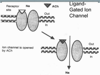Ligand-
Gated Ion
Channel
 