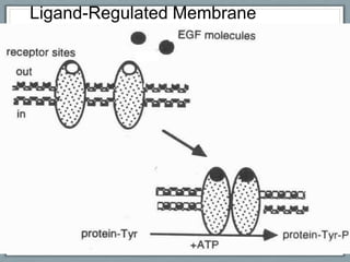 Ligand-Regulated Membrane
Enzymes
 