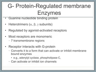 G- Protein-Regulated membrane
            Enzymes
• Guanine nucleotide binding protein
• Heterotrimers ( , , subunits)
• Regulated by agonist-activated receptors
• Most receptors are monomeric
  • 7 transmembrane regions

• Receptor interacts with G-protein
  • Converts it to a form that can activate or inhibit membrane
    bound enzymes
    • e.g., adenylyl cyclase, phospholipase C,
  • Can activate or inhibit ion channels
 