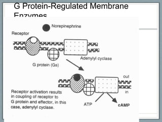 G Protein-Regulated Membrane
Enzymes
 