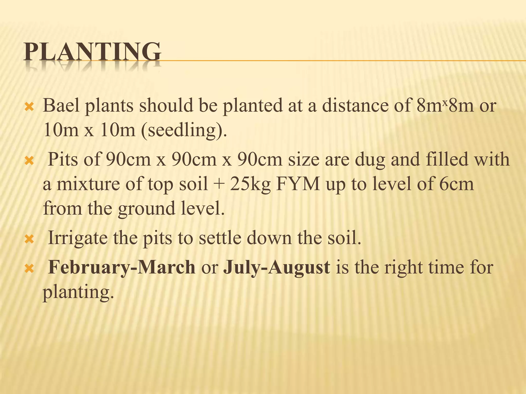 PLANTING
 Bael plants should be planted at a distance of 8mˣ8m or
10m x 10m (seedling).
 Pits of 90cm x 90cm x 90cm size are dug and filled with
a mixture of top soil + 25kg FYM up to level of 6cm
from the ground level.
 Irrigate the pits to settle down the soil.
 February-March or July-August is the right time for
planting.
 