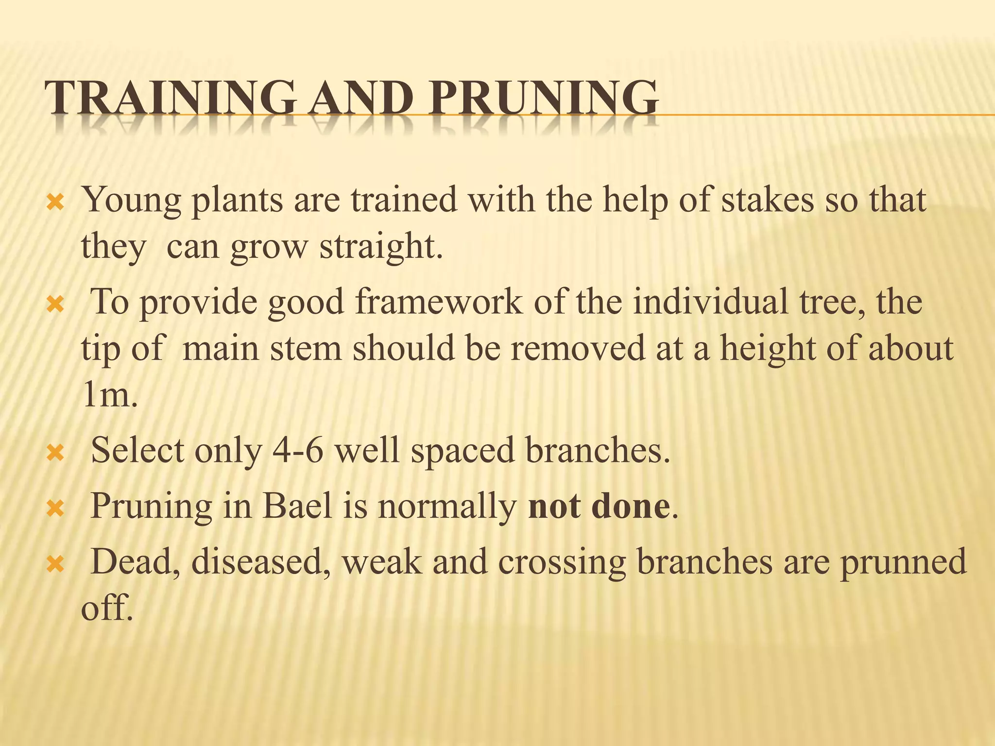 TRAINING AND PRUNING
 Young plants are trained with the help of stakes so that
they can grow straight.
 To provide good framework of the individual tree, the
tip of main stem should be removed at a height of about
1m.
 Select only 4-6 well spaced branches.
 Pruning in Bael is normally not done.
 Dead, diseased, weak and crossing branches are prunned
off.
 