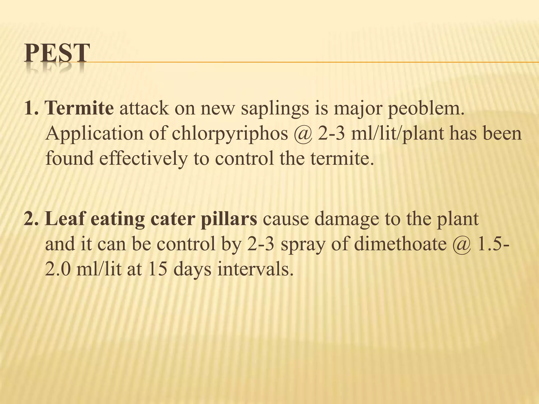PEST
1. Termite attack on new saplings is major peoblem.
Application of chlorpyriphos @ 2-3 ml/lit/plant has been
found effectively to control the termite.
2. Leaf eating cater pillars cause damage to the plant
and it can be control by 2-3 spray of dimethoate @ 1.5-
2.0 ml/lit at 15 days intervals.
 