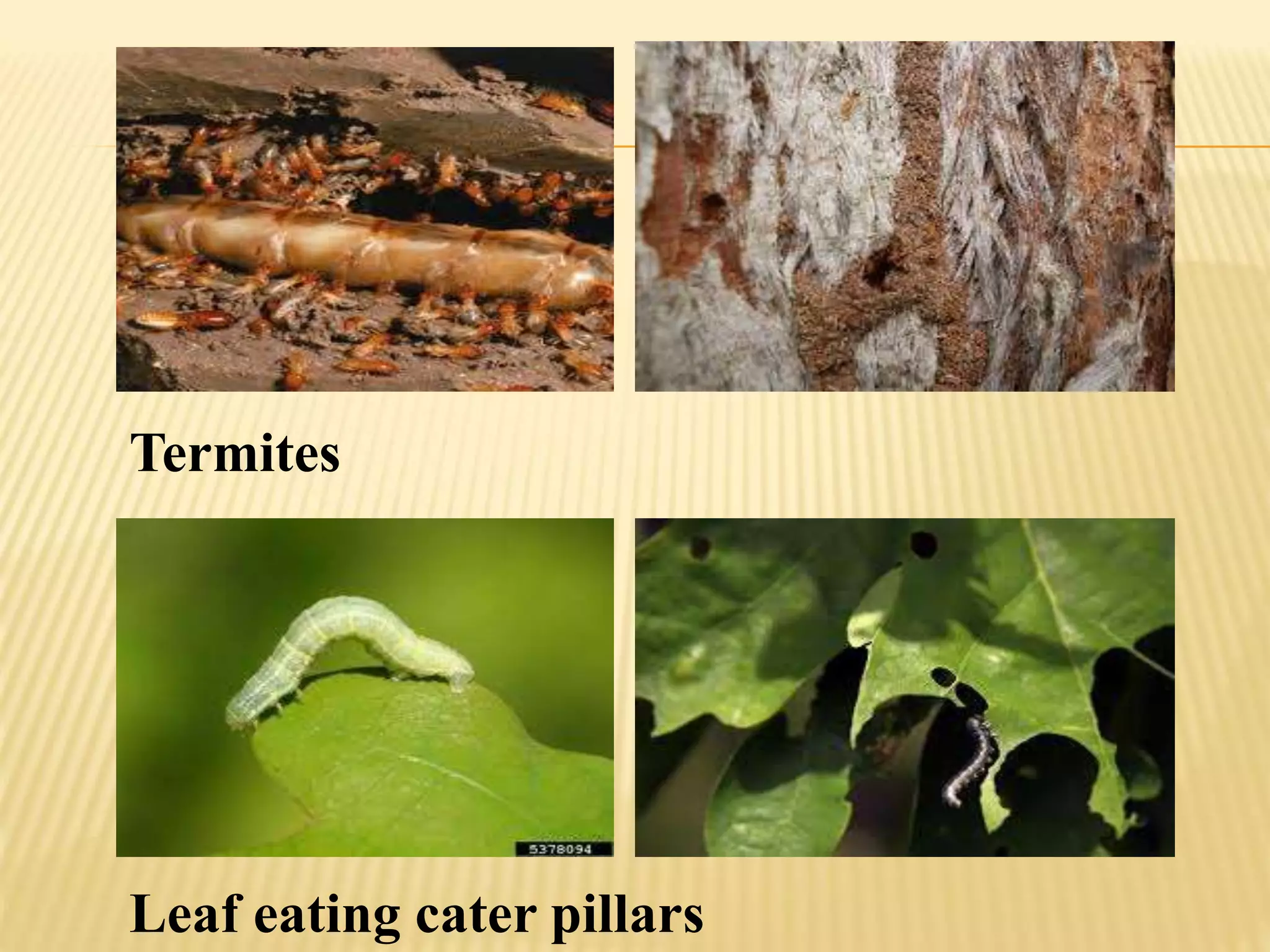 Termites
Leaf eating cater pillars
 