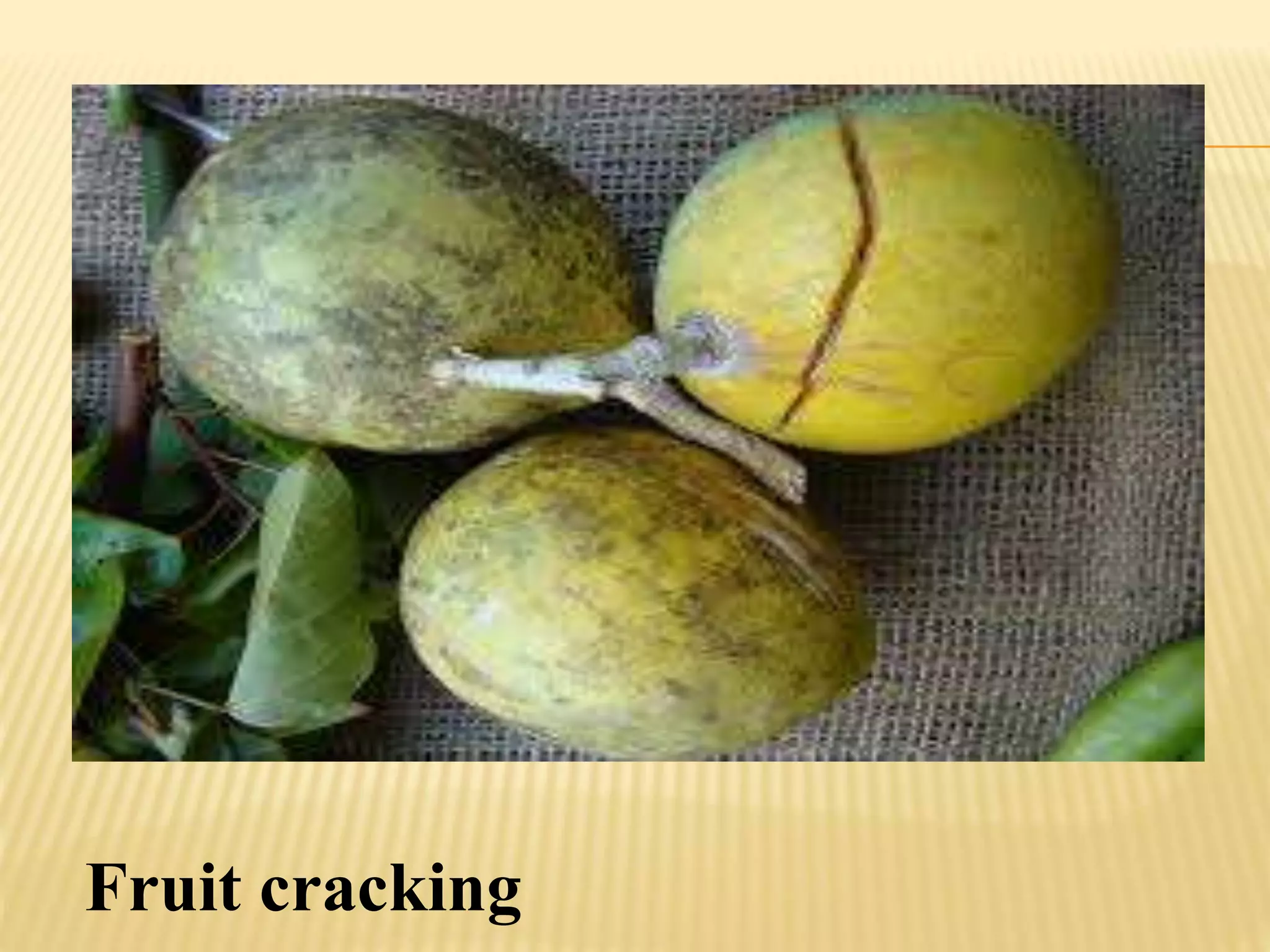 Fruit cracking
 