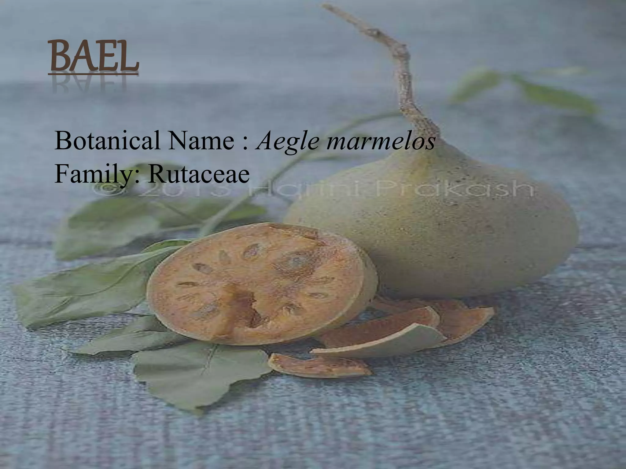 BAEL
Botanical Name : Aegle marmelos
Family: Rutaceae
 