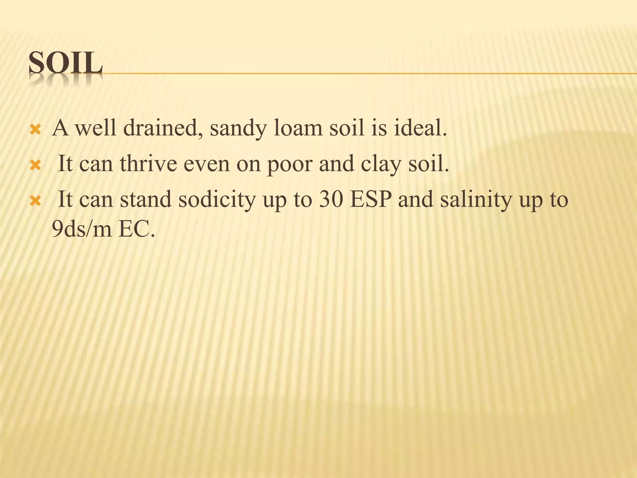 SOIL
 A well drained, sandy loam soil is ideal.
 It can thrive even on poor and clay soil.
 It can stand sodicity up to 30 ESP and salinity up to
9ds/m EC.
 
