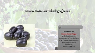 Advance Production Technology ofJamun
1
Presented by,
Pawan Kumar Nagar
M. Sc (Fruit science)
Department of Horticulture,
B. A. College of Agriculture,
Anand Agricultural
University,
Anand – 388 110
 