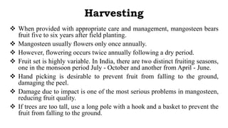 Harvesting
 When provided with appropriate care and management, mangosteen bears
fruit five to six years after field plan...