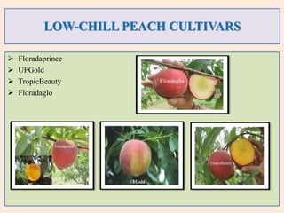 Floradared:
 It is an excellent mid-season table peach maturing in beginning of June.
 Tree is vigorous in growth fruit ...