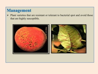 (6) Leaf hoppers (Homalodisca coagulate)
(7) Peach fruit fly (Bactrocera zonata)
 