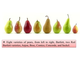  Eight varieties of pears, from left to right, Bartlett, two Red
Bartlett varieties, Anjou, Bosc, Comice, Concorde, and S...