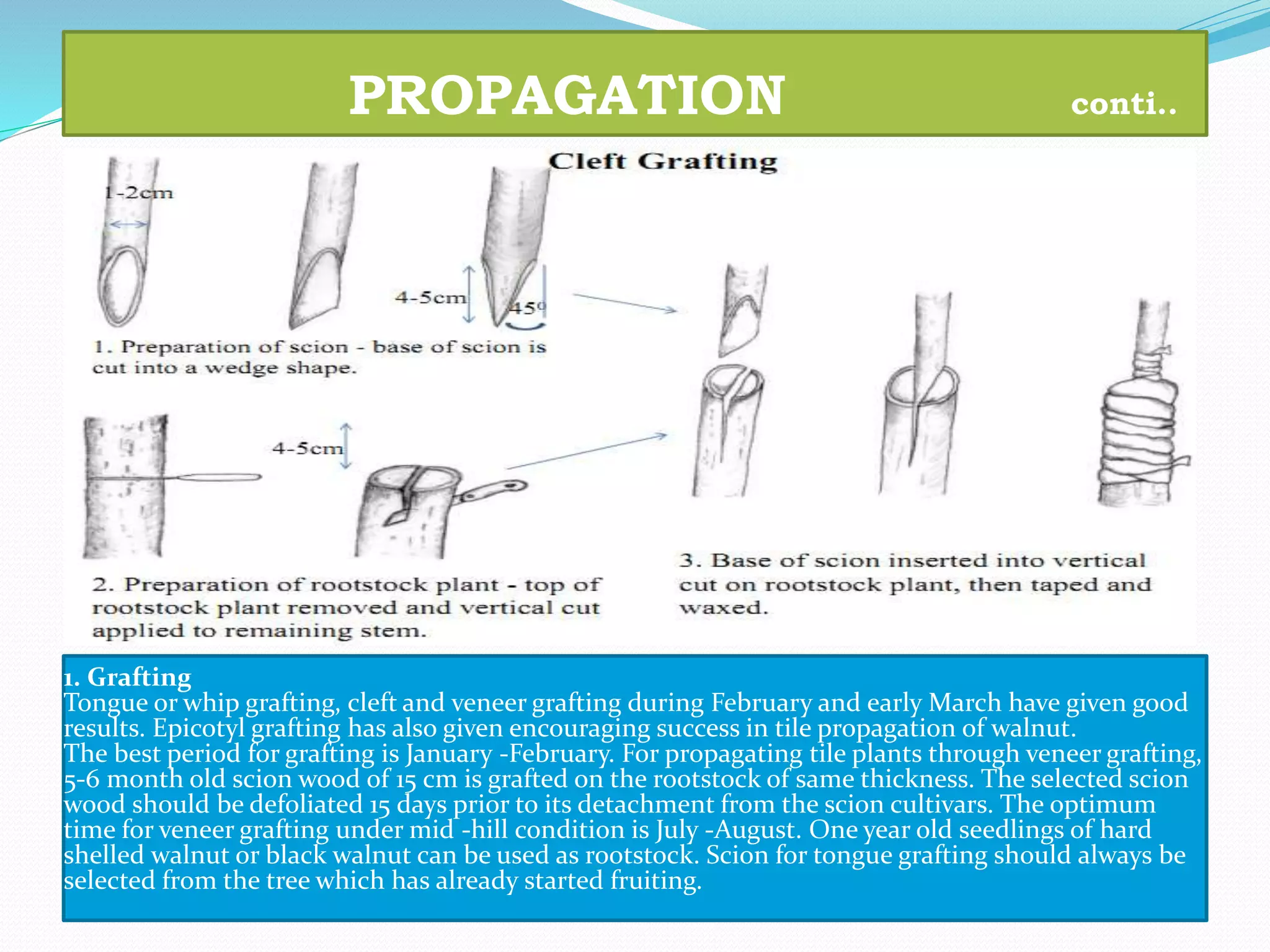 PROPAGATION conti..
1. Grafting
Tongue or whip grafting, cleft and veneer grafting during February and early March have given good
results. Epicotyl grafting has also given encouraging success in tile propagation of walnut.
The best period for grafting is January -February. For propagating tile plants through veneer grafting,
5-6 month old scion wood of 15 cm is grafted on the rootstock of same thickness. The selected scion
wood should be defoliated 15 days prior to its detachment from the scion cultivars. The optimum
time for veneer grafting under mid -hill condition is July -August. One year old seedlings of hard
shelled walnut or black walnut can be used as rootstock. Scion for tongue grafting should always be
selected from the tree which has already started fruiting.
 