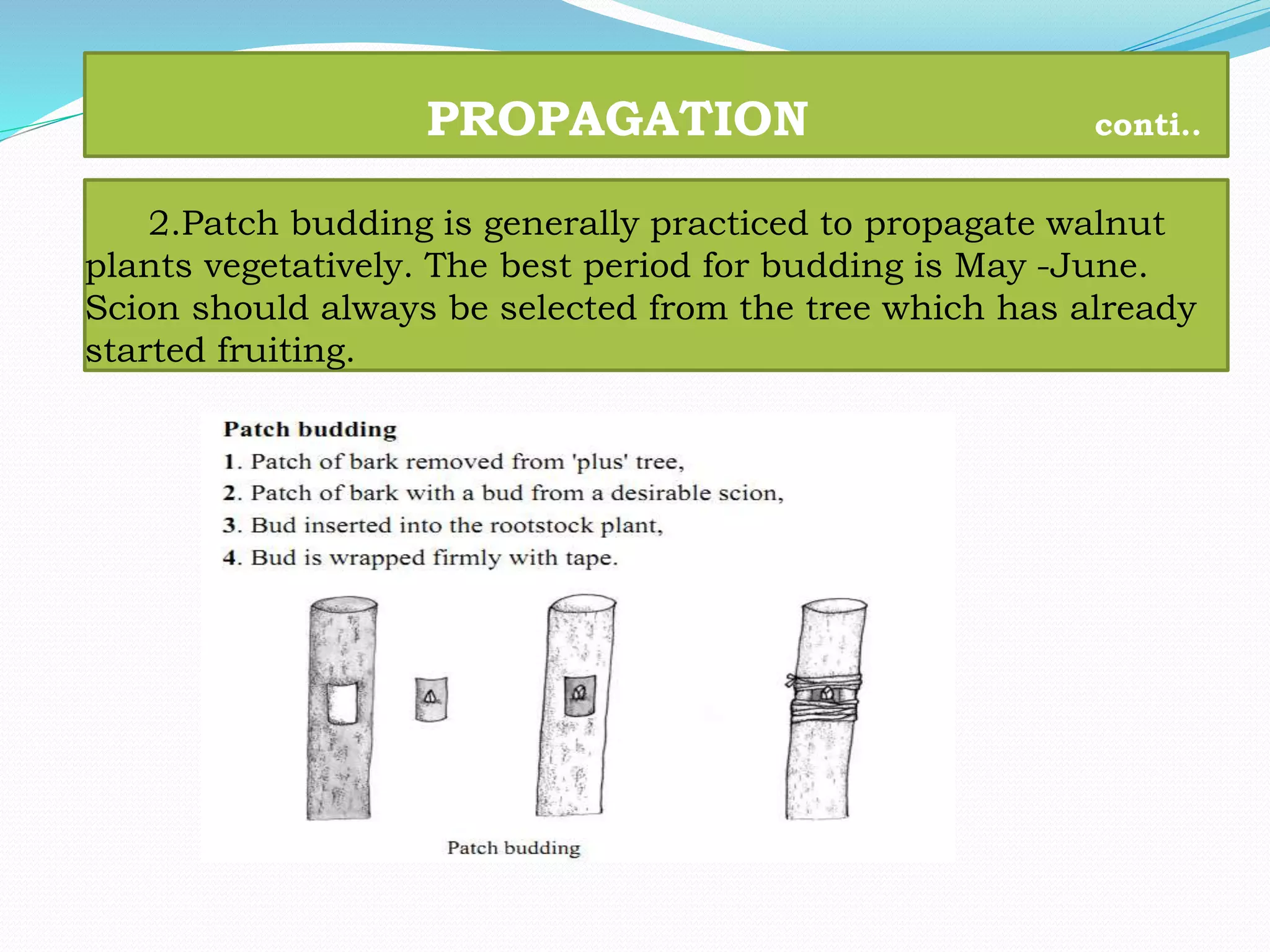 PROPAGATION conti..
2.Patch budding is generally practiced to propagate walnut
plants vegetatively. The best period for budding is May -June.
Scion should always be selected from the tree which has already
started fruiting.
 
