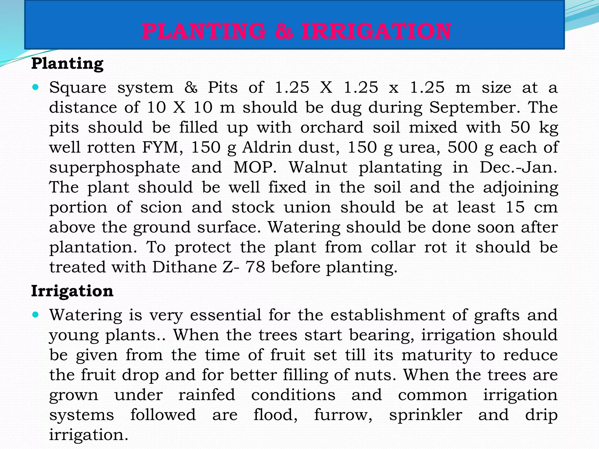 PLANTING & IRRIGATION
Planting
 Square system & Pits of 1.25 X 1.25 x 1.25 m size at a
distance of 10 X 10 m should be dug during September. The
pits should be filled up with orchard soil mixed with 50 kg
well rotten FYM, 150 g Aldrin dust, 150 g urea, 500 g each of
superphosphate and MOP. Walnut plantating in Dec.-Jan.
The plant should be well fixed in the soil and the adjoining
portion of scion and stock union should be at least 15 cm
above the ground surface. Watering should be done soon after
plantation. To protect the plant from collar rot it should be
treated with Dithane Z- 78 before planting.
Irrigation
 Watering is very essential for the establishment of grafts and
young plants.. When the trees start bearing, irrigation should
be given from the time of fruit set till its maturity to reduce
the fruit drop and for better filling of nuts. When the trees are
grown under rainfed conditions and common irrigation
systems followed are flood, furrow, sprinkler and drip
irrigation.
 