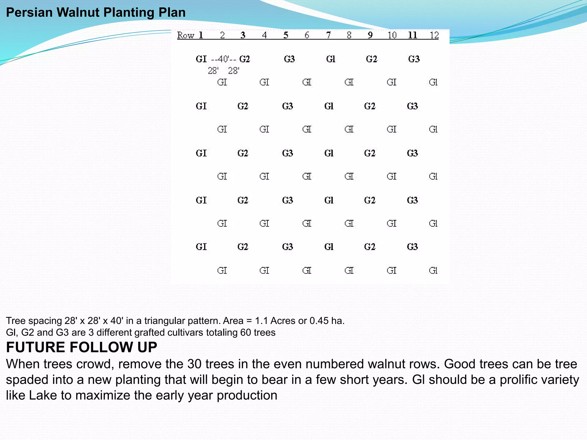Persian Walnut Planting Plan
Tree spacing 28' x 28' x 40' in a triangular pattern. Area = 1.1 Acres or 0.45 ha.
Gl, G2 and G3 are 3 different grafted cultivars totaling 60 trees
FUTURE FOLLOW UP
When trees crowd, remove the 30 trees in the even numbered walnut rows. Good trees can be tree
spaded into a new planting that will begin to bear in a few short years. Gl should be a prolific variety
like Lake to maximize the early year production
 