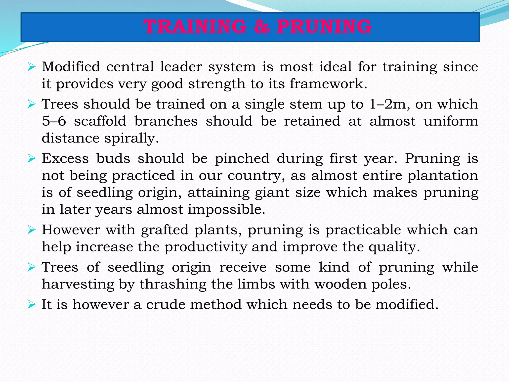 TRAINING & PRUNING
 Modified central leader system is most ideal for training since
it provides very good strength to its framework.
 Trees should be trained on a single stem up to 1–2m, on which
5–6 scaffold branches should be retained at almost uniform
distance spirally.
 Excess buds should be pinched during first year. Pruning is
not being practiced in our country, as almost entire plantation
is of seedling origin, attaining giant size which makes pruning
in later years almost impossible.
 However with grafted plants, pruning is practicable which can
help increase the productivity and improve the quality.
 Trees of seedling origin receive some kind of pruning while
harvesting by thrashing the limbs with wooden poles.
 It is however a crude method which needs to be modified.
 