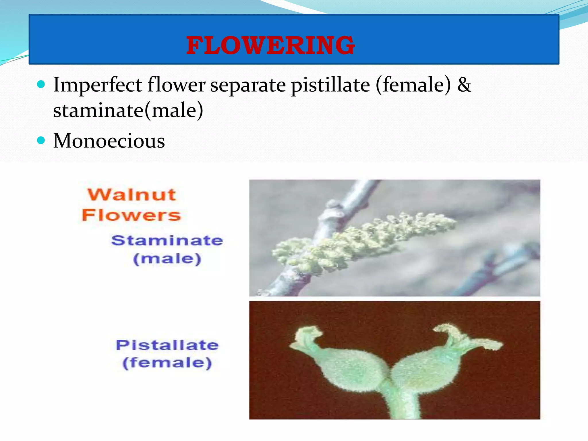 FLOWERING
 Imperfect flower separate pistillate (female) &
staminate(male)
 Monoecious
 