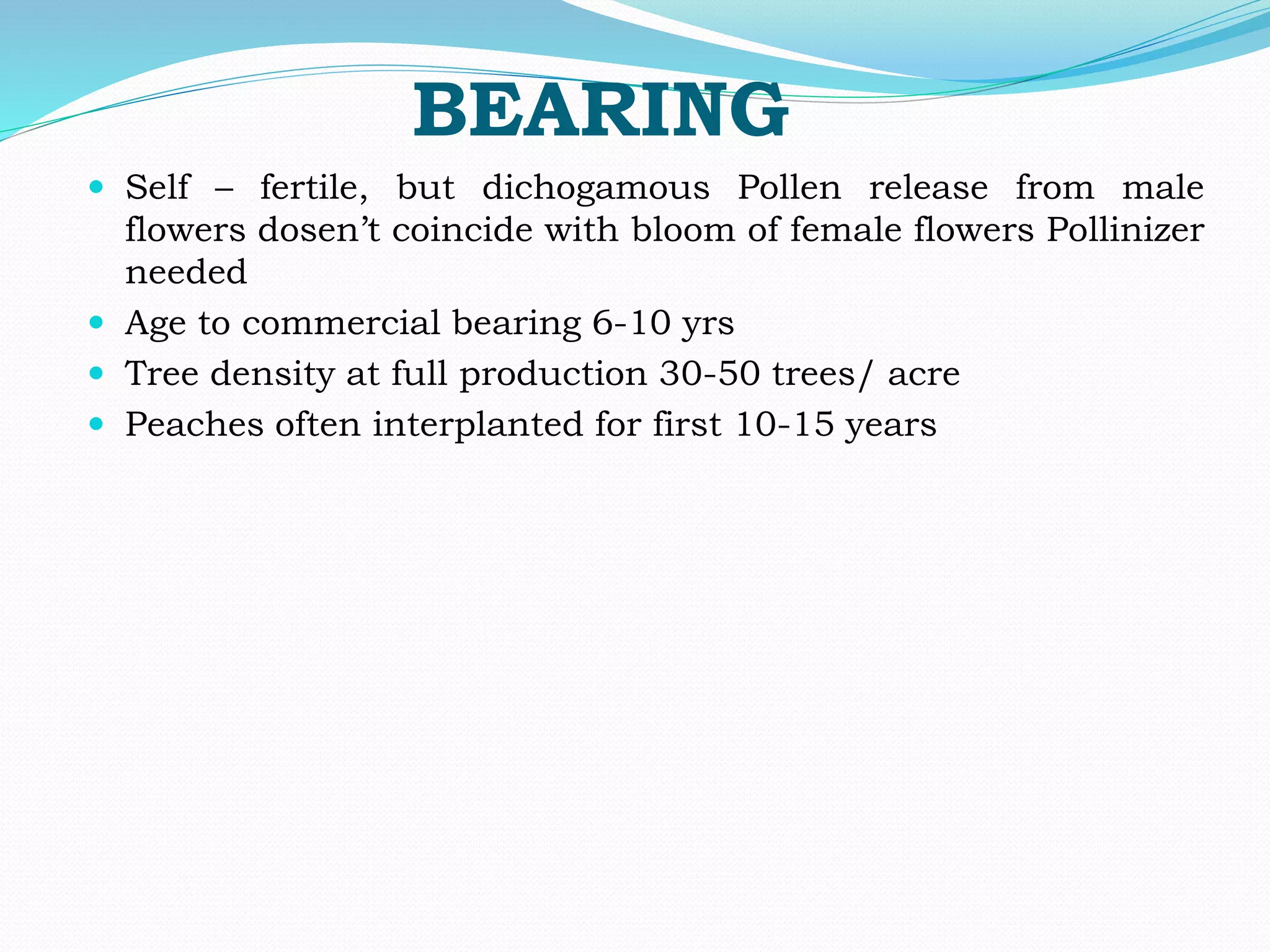 BEARING
 Self – fertile, but dichogamous Pollen release from male
flowers dosen’t coincide with bloom of female flowers Pollinizer
needed
 Age to commercial bearing 6-10 yrs
 Tree density at full production 30-50 trees/ acre
 Peaches often interplanted for first 10-15 years
 